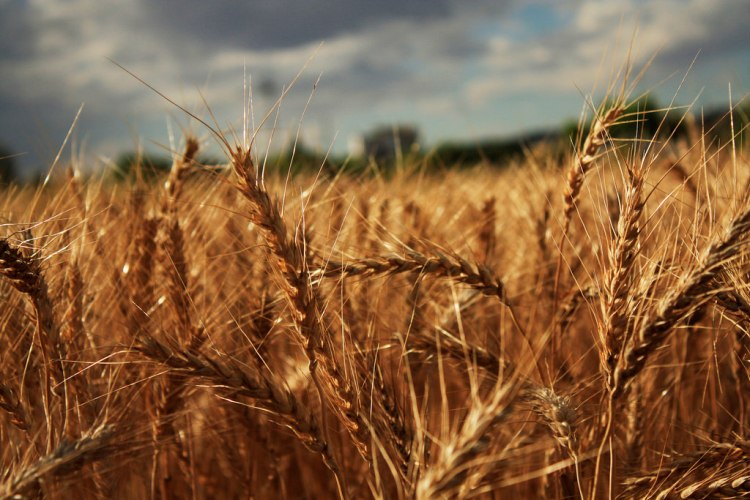 Сертификация пшеницы на выгодных условиях