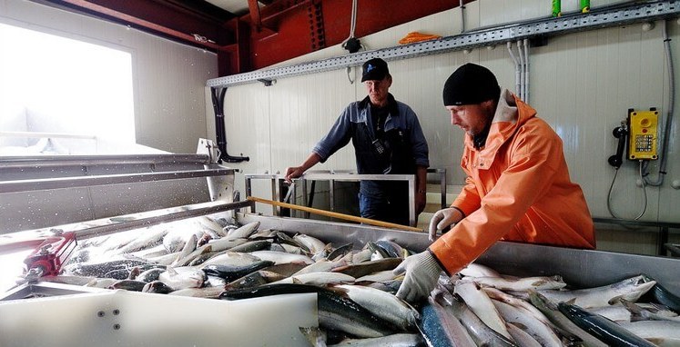 Стоимость сертификации рыбной продукции